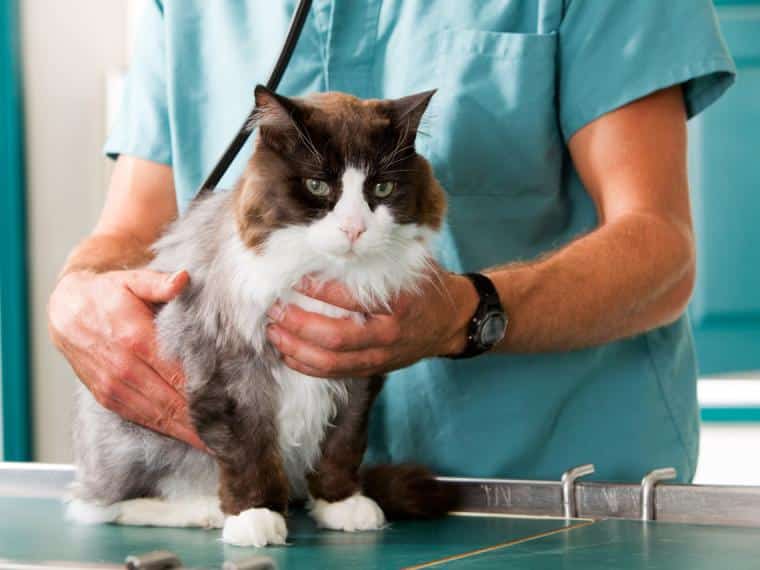 veterinario en pijama con un gato